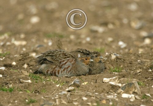 Grey Partridges Dusting.
